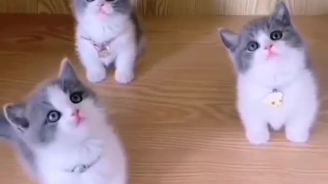 cute cats viral shorts cute pets cute animals Cute Pet 2D