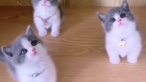 cute cats viral shorts cute pets cute animals Cute Pet 2D