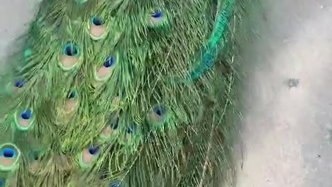 Peacock walks freely and showing of beautiful feathers, so amazing.