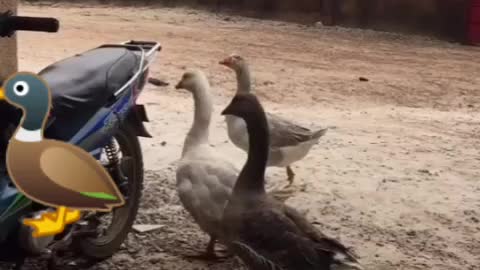 Ducks are touching my bike