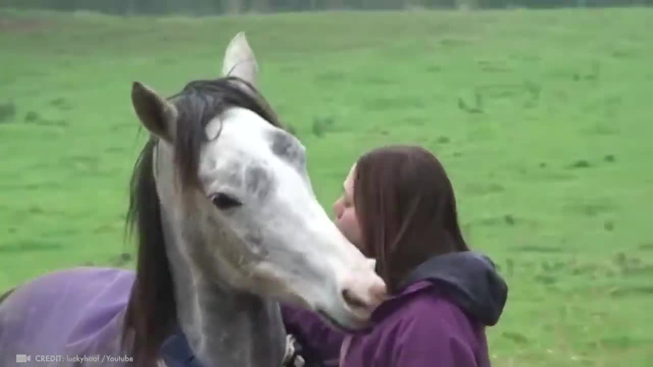 Animals reunited with owners