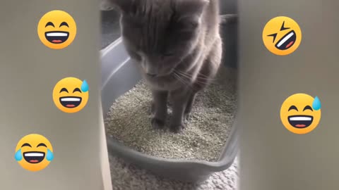 Funny cats videos Pt 1