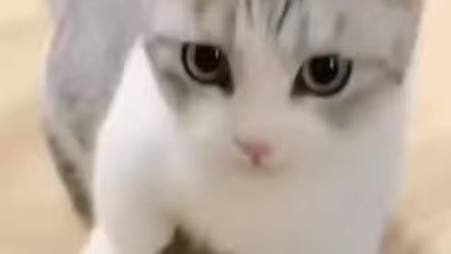 Cute animals cute cat