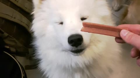 White dog sitting down and waiting for treat from owner