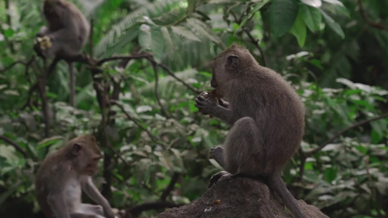 Monkey eating food.