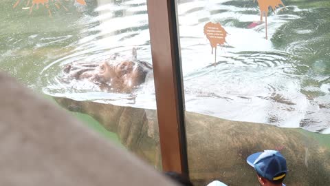 Hippo (taiwan zoo) (b)