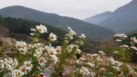 Wild flowers in a temple