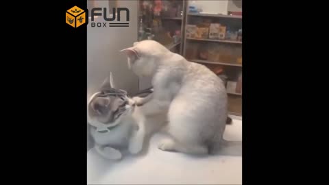 Very very funny cats 🤣🤣