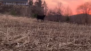 Three legged Herding Dog