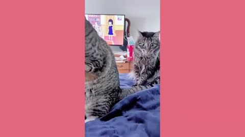 Funny animals - Funny cats and dogs - Funny animal videos 2024