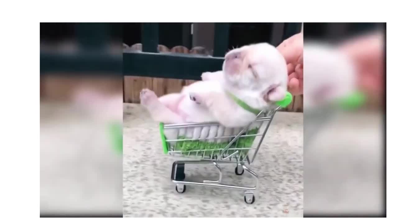 Cute puppy dog _funny dog video _funny dogs _Its haha time