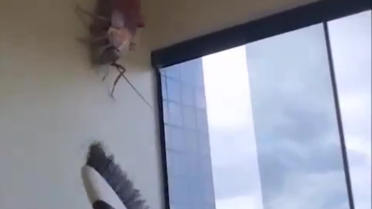 Huge Insect In an Apartment