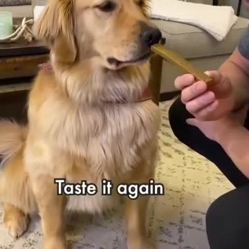 Various instances of pets being petted by residents No. 26