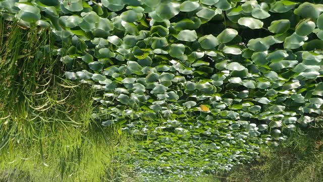 Are these water hyacinths