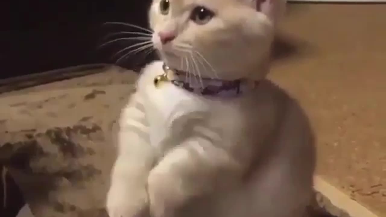 Cat doing Gangnam Style Dance.