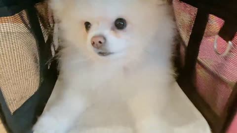 20211230文贵先生GETTR¹：应战友的要求马上发一下snow的视频，有战友梦见SNOW 了💋💋💋💋😹😹😹😹
