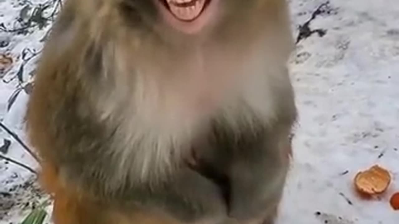 Funny video of monkey 🐵