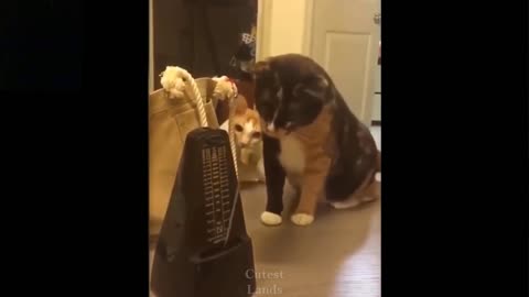 Cute And Funny Pets compilations Try not to laugh