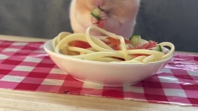 Mr. Marshmallow rates some foods i have made for him