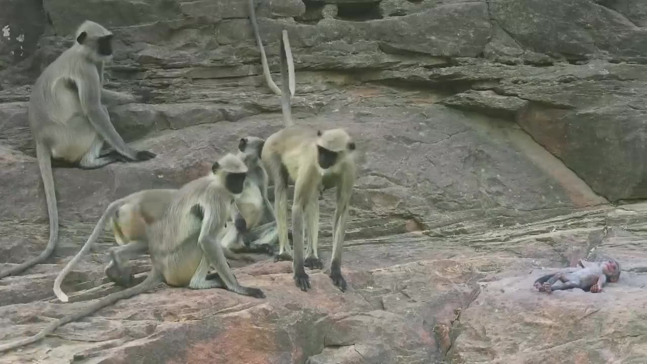 Monkey 🐒🐵 baby 🍼 death in Rajasthan