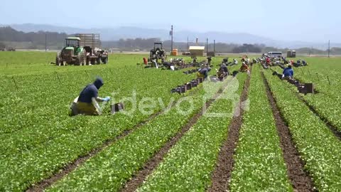 Migrant Mexican And Hispanic Farm Workers Labor In Agricultural Fields Picking Crops Vegetables 10