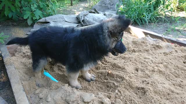 Nice kind puppy playing in the sandbox