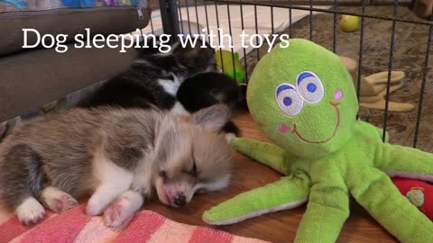 dog sleeping | sleeping with puppies