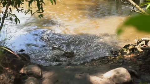 CROCODILE IN WATER