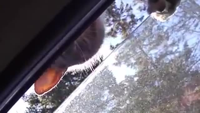 Funny cat tries to enter stranger's car