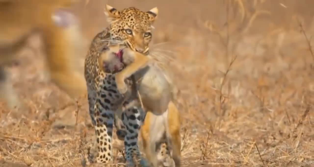 14 Magnificent Hunting And Chasing Moments By Wild Life Animals #10