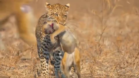 14 Magnificent Hunting And Chasing Moments By Wild Life Animals #10