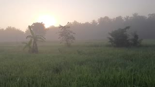 A paddy field covered with mist