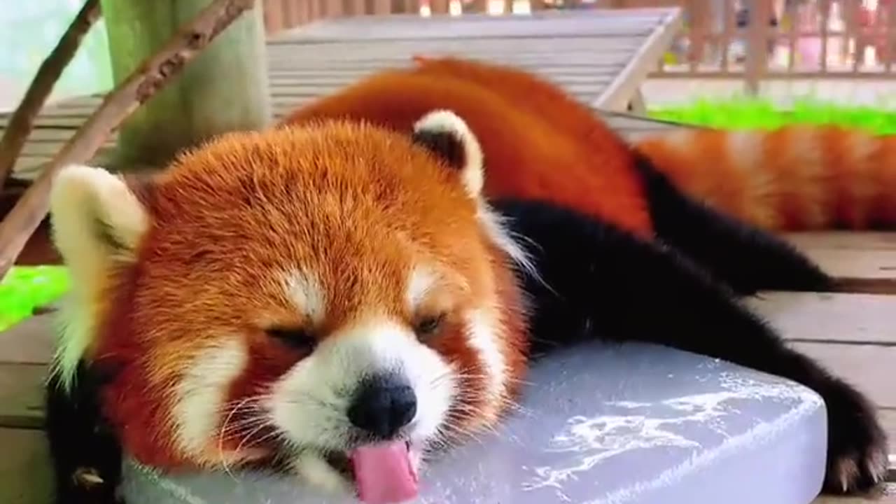 Red panda laying on a block of ice