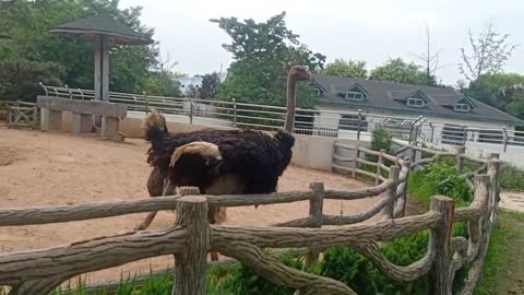 This ostrich walks out of noble steps