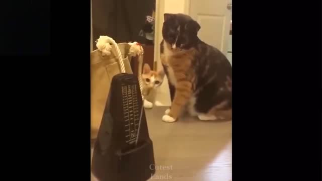 A cheater dog