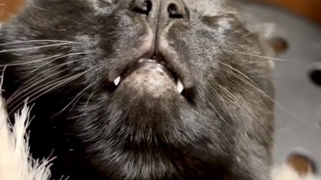 Cat sleeping shrimp | cat sleeping with owner |cat sleeping noises |cat sleeping sound