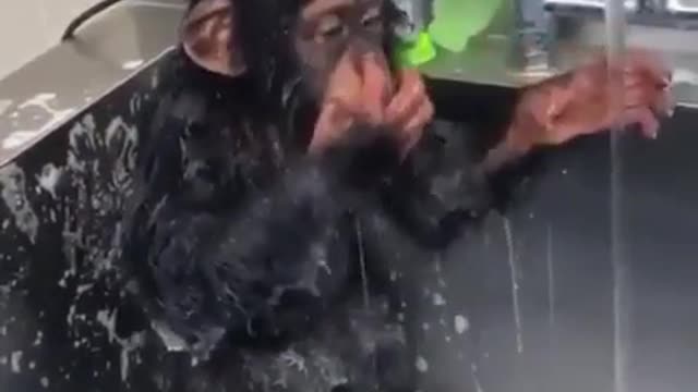 Little orangutan washes his face