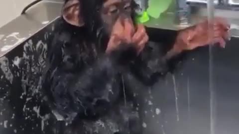 Little orangutan washes his face