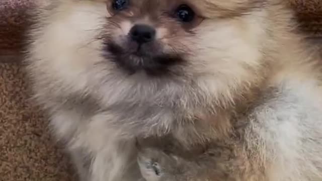 Cute And Funny Doge Video 🐕🐕🐩Puppy Lovers