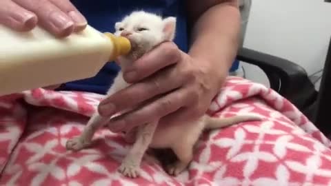 Two-week-old kittens abandoned in bag at Port Lincoln: bottle-feeding