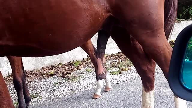 horse by
