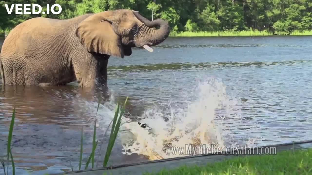 Elephant and Dog - Bubbles and Bella Best Friends