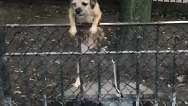 Music brown dog struggles to climb over a fence at a park