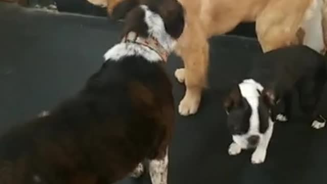 Lucky Dog In Boarding