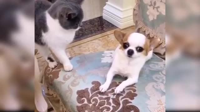 Baby dogs cute and funny dogs compilation