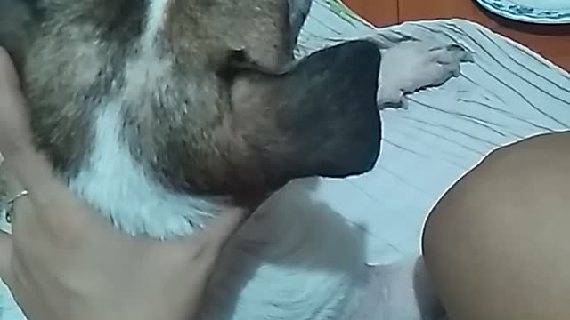 Suffering canine distempared