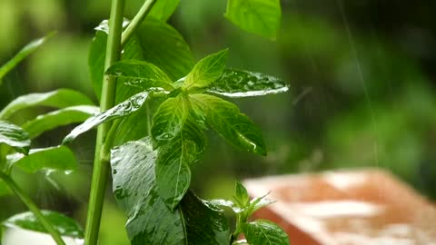 Calming rain drops perfect for meditation