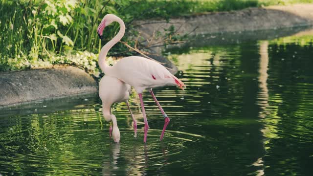 Animaux flamingo