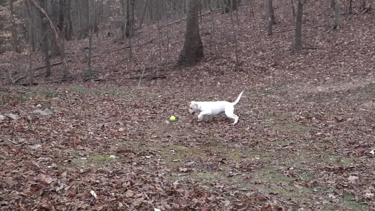 dogs playing in the park