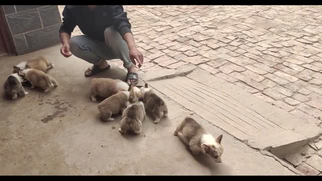 Little wolf dog grabbing food